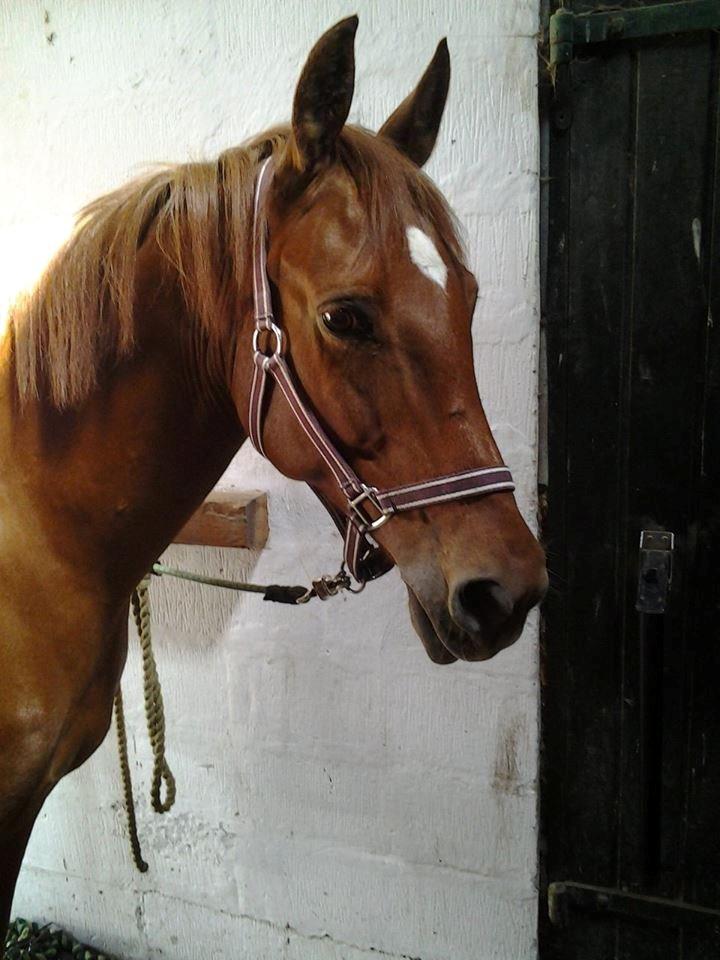 Anden særlig race Purples Red April (Part) - Hyggee billede 17