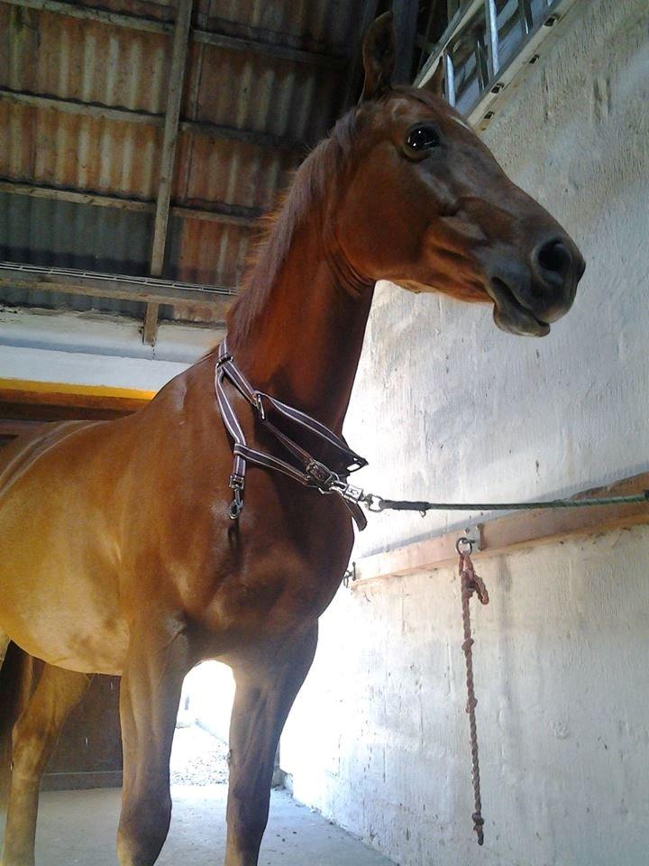 Anden særlig race Purples Red April (Part) - Hyggee billede 18