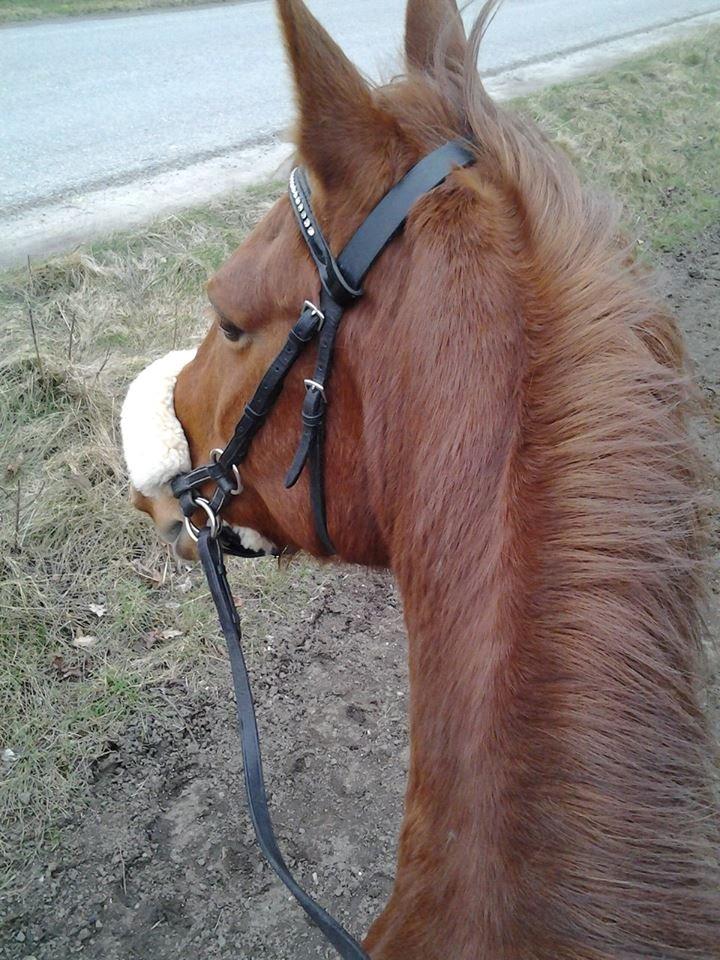 Anden særlig race Purples Red April (Part) - Første tur i skoven på April (: billede 20