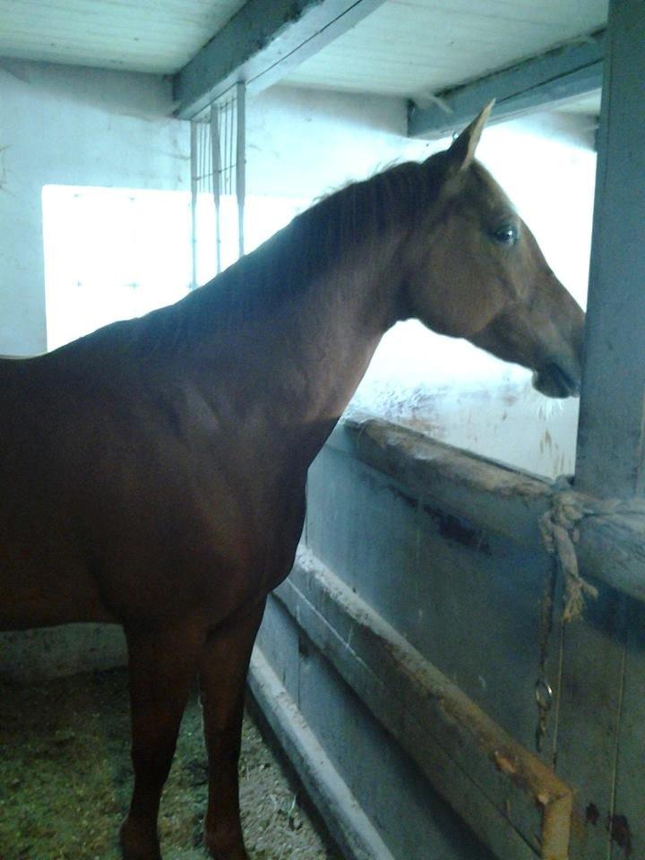 Anden særlig race Purples Red April (Part) - April i boksen billede 19