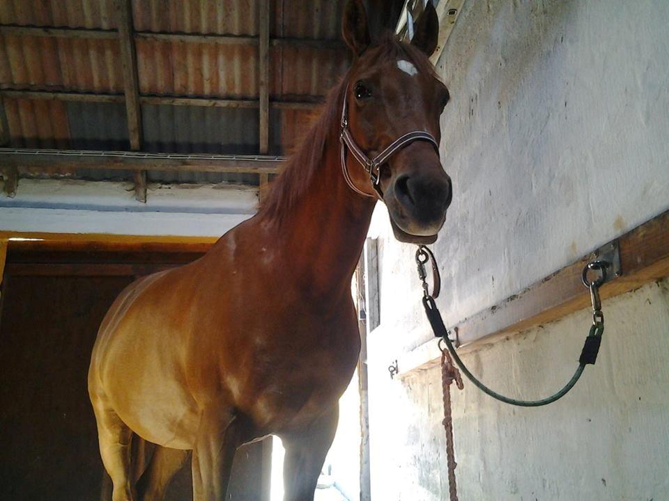 Anden særlig race Purples Red April (Part) - Hyggee billede 4