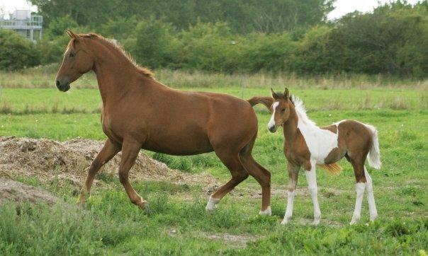 Anden særlig race Purples Red April (Part) - April og Føl billede 2