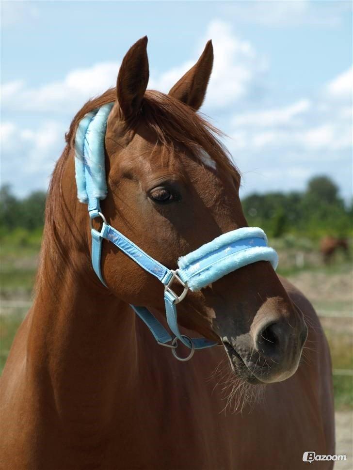 Anden særlig race Purples Red April (Part) - Purples Red April billede 1