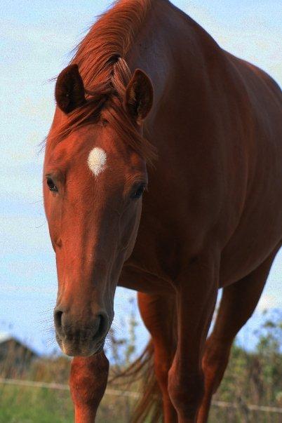 Anden særlig race Purples Red April (Part) - April billede 5