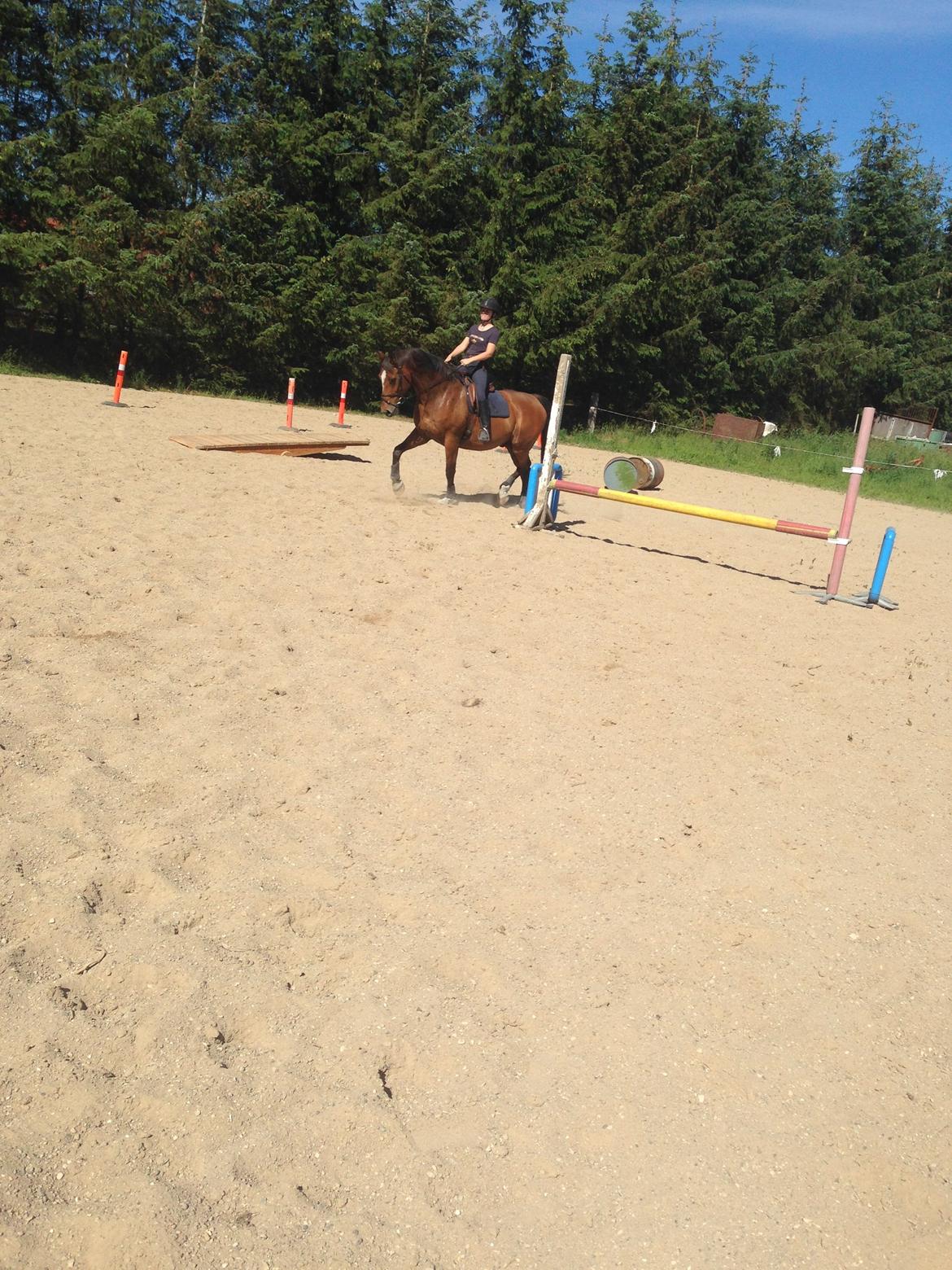 Dansk Varmblod Egely's Calib billede 13