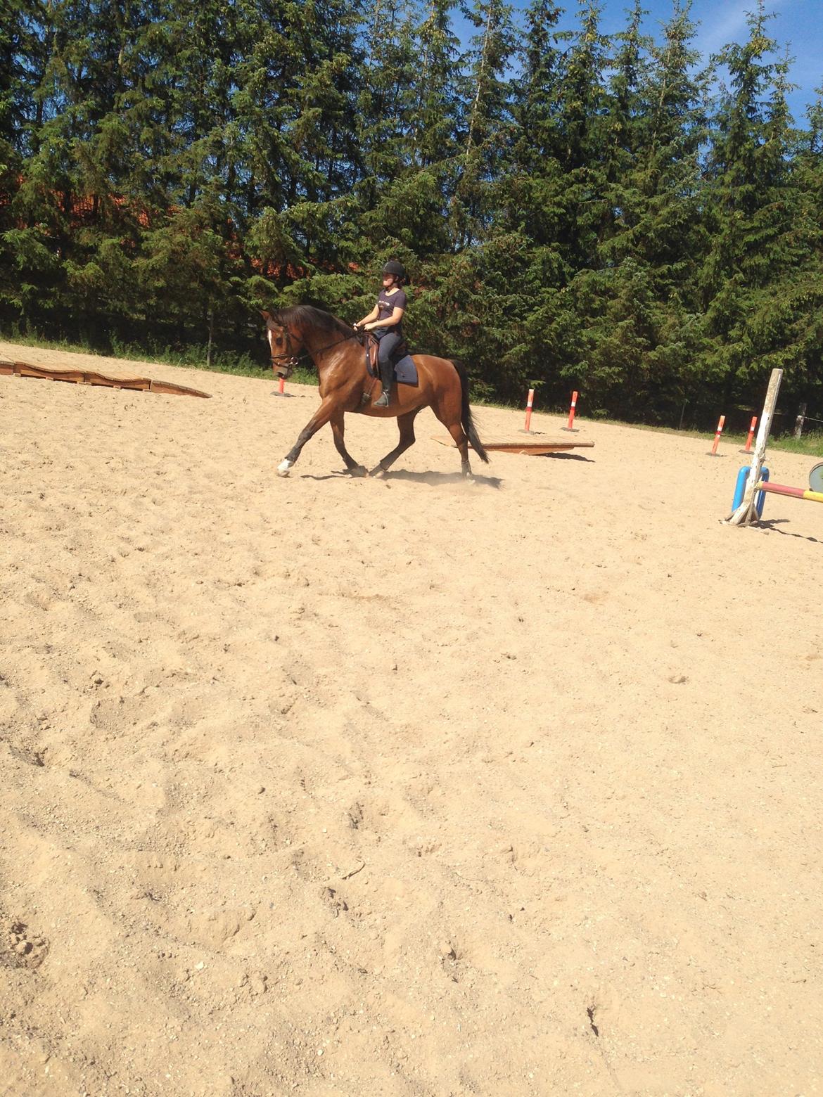 Dansk Varmblod Egely's Calib billede 15