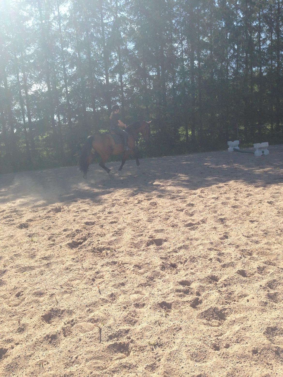 Dansk Varmblod Egely's Calib billede 16