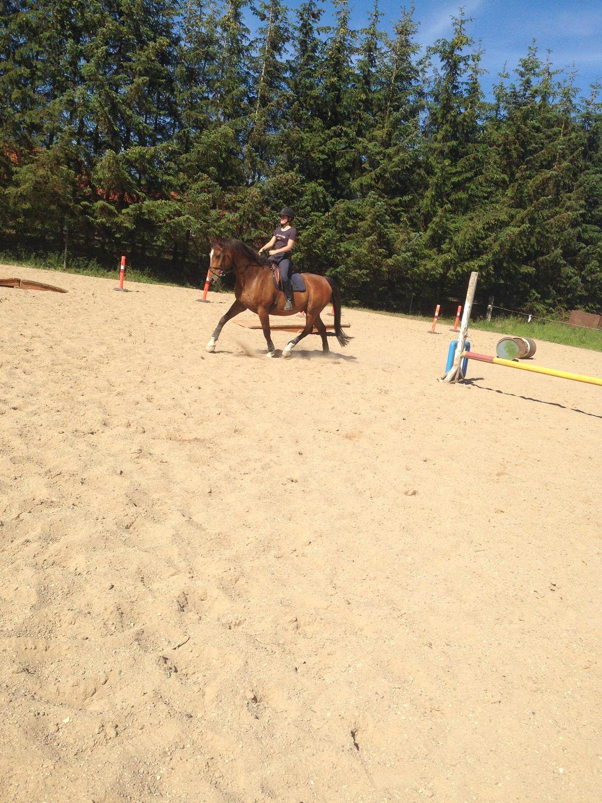 Dansk Varmblod Egely's Calib billede 14