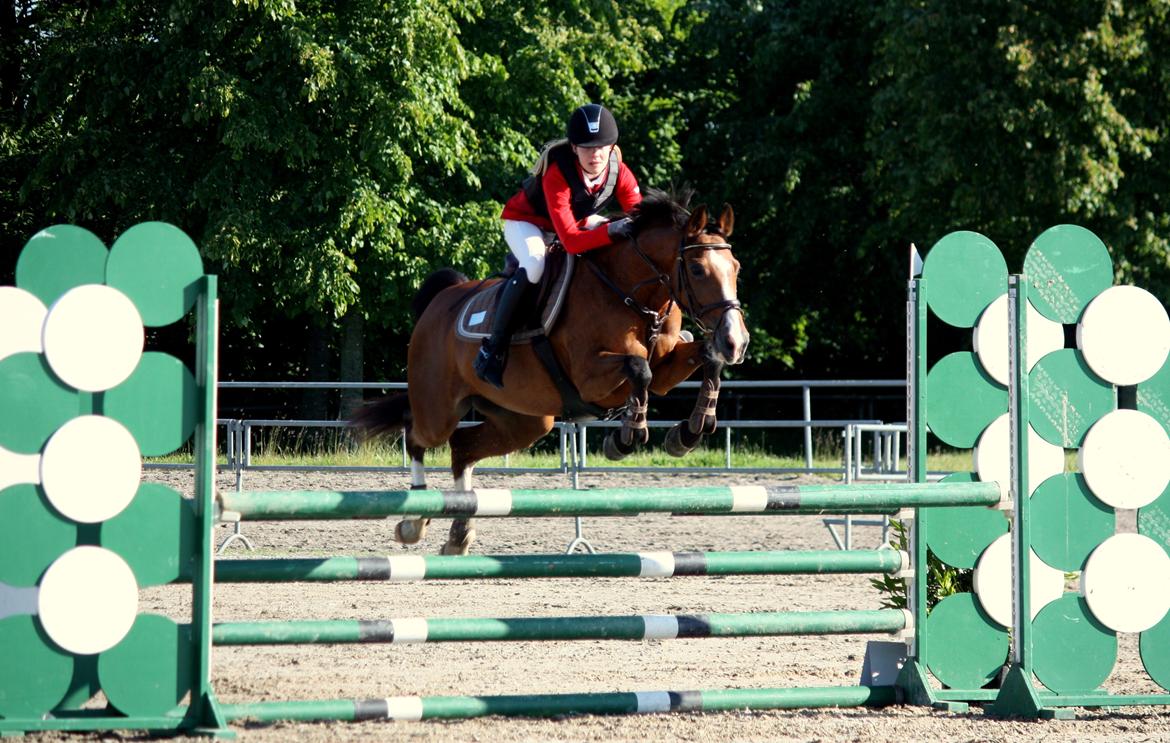 Dansk Varmblod VERONA HS - LB1* 105 cm Vilhelmsborg 2014 billede 1