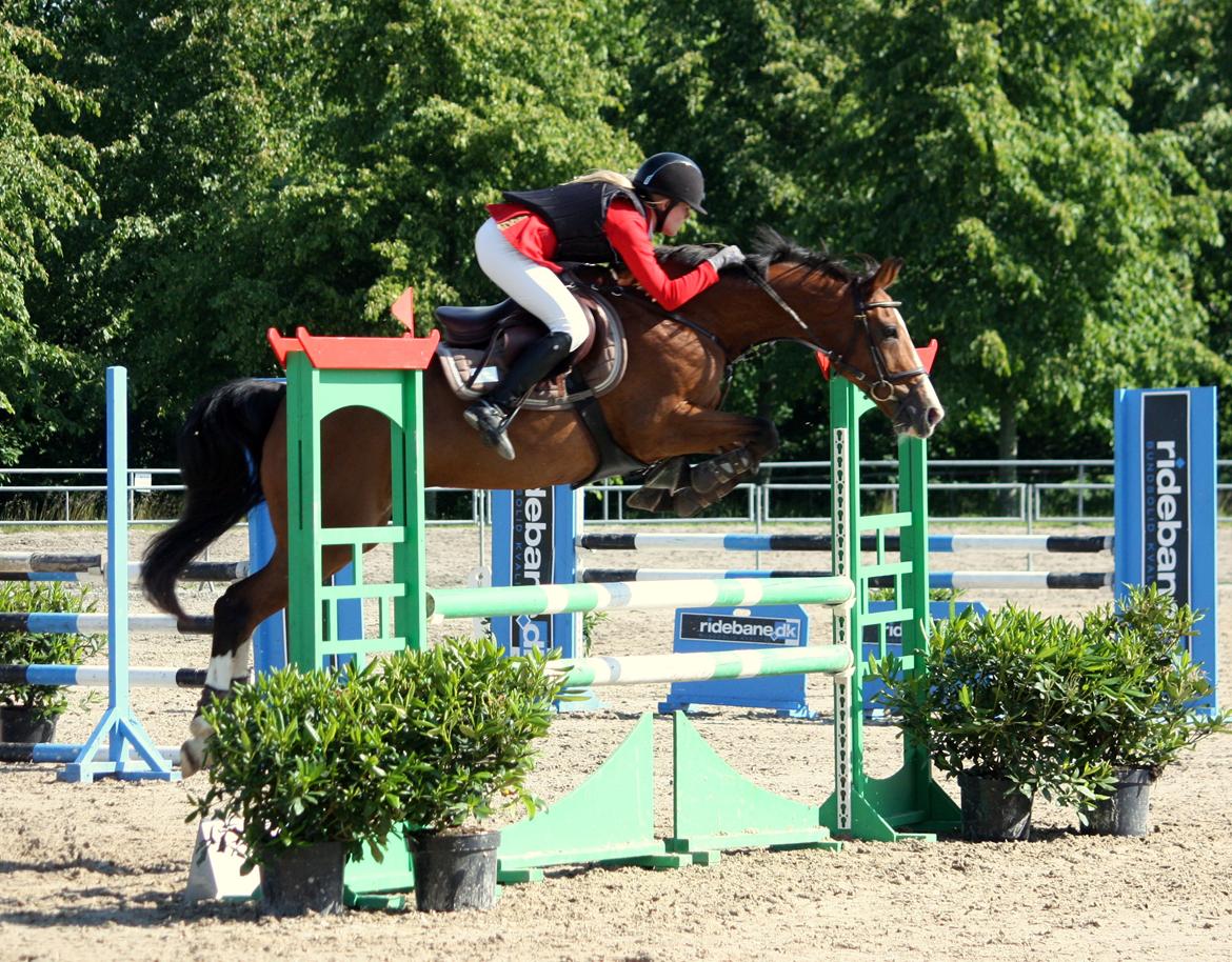 Dansk Varmblod VERONA HS - LB1* 105 cm Vilhelmsborg 2014 billede 5