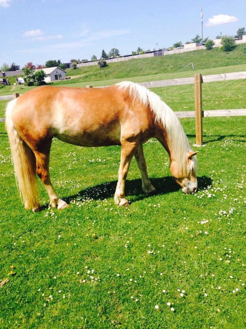 Haflinger Søspringda billede 3