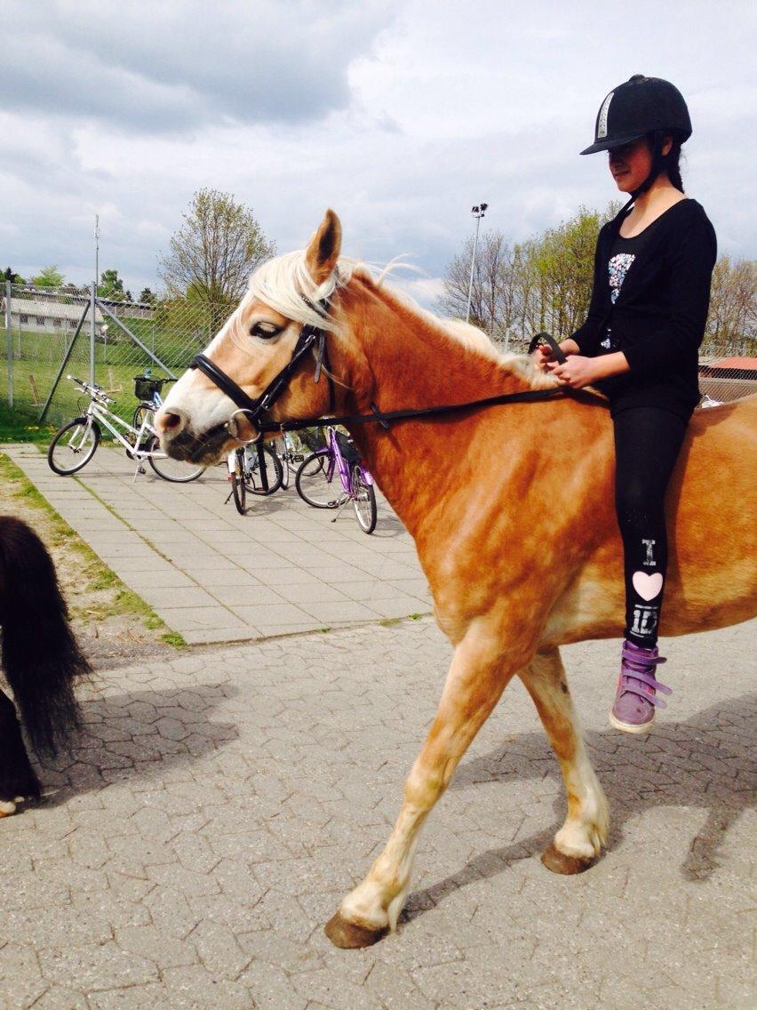 Haflinger Søspringda billede 9