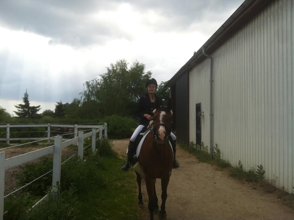 Arabisk fuldblod (OX) Ghana VSR - 01-06-2014 - Til dressurstævne c: Vi vandt ikke noget xD billede 19