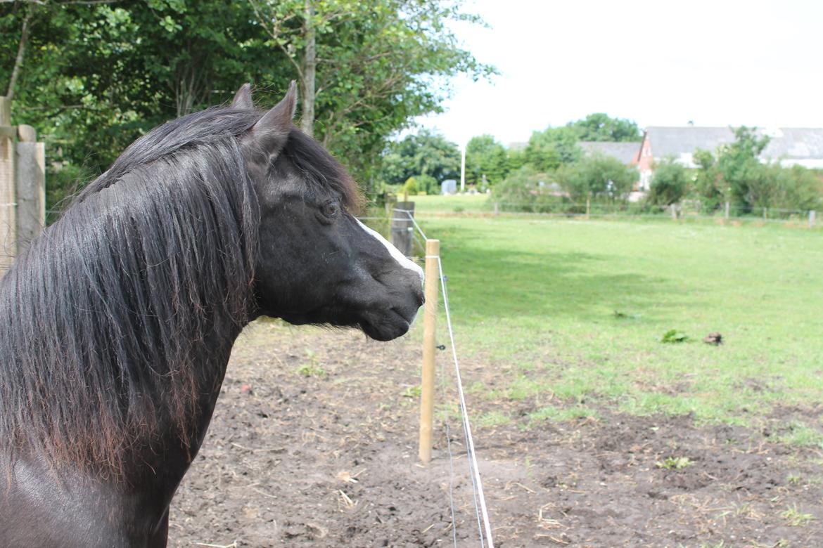 Welsh Pony (sec B) Dodi - Min dreng på jordfold, hvor vi endelig har fundet ud af at han lider af cushings.  billede 7