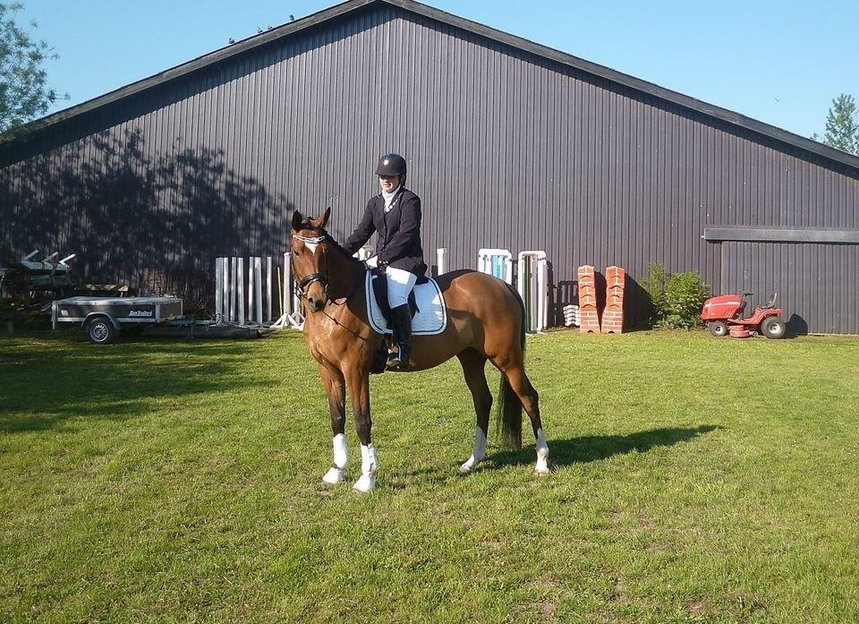 Trakehner Istar billede 7