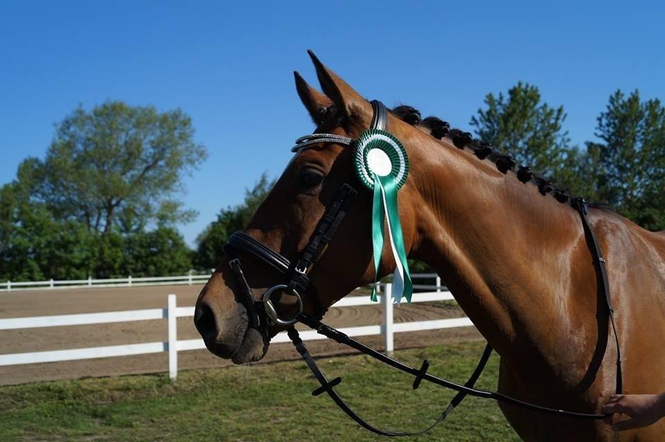 Trakehner Istar billede 11