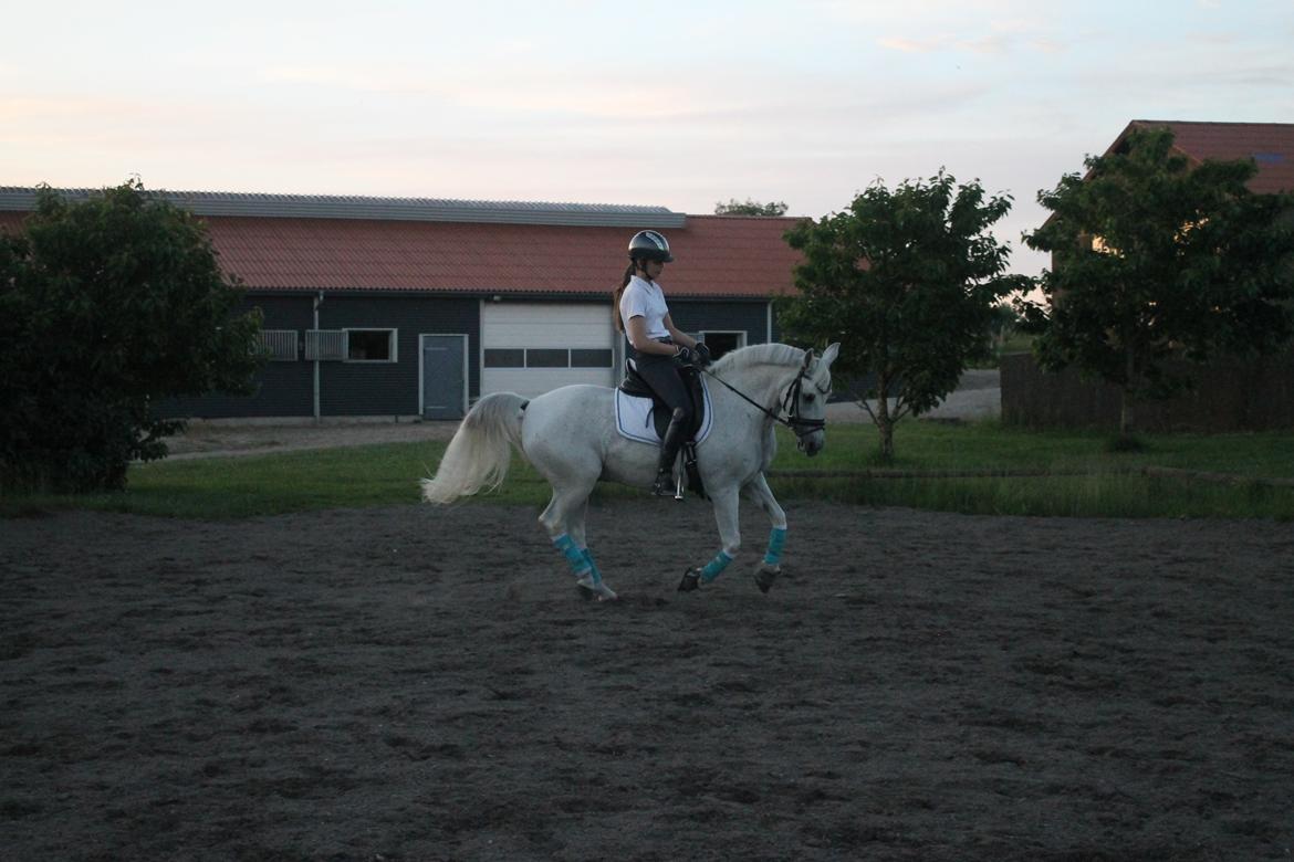 Anden særlig race Marcus billede 8