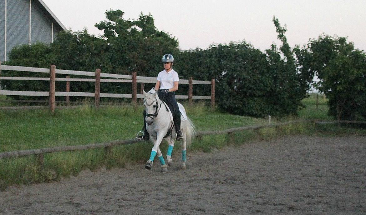 Anden særlig race Marcus - Juni 2014 Sidste år sammen :'( Trav øgning billede 7