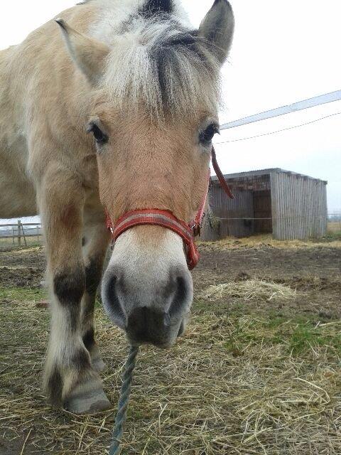 Fjordhest Carl (guld drengen) *RIDESKOLEHEST* og *MIN PART* billede 1