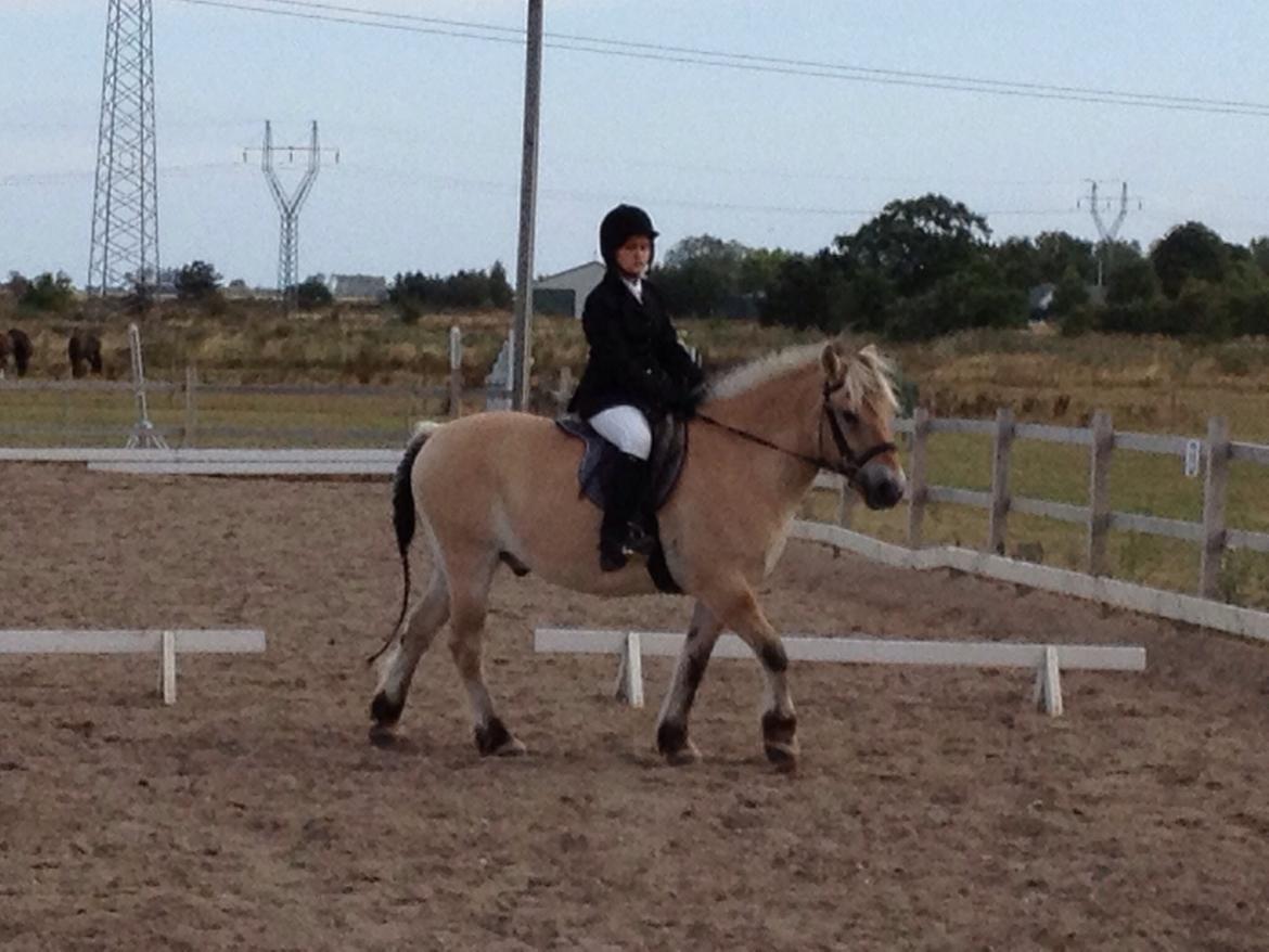 Fjordhest Carl (guld drengen) *RIDESKOLEHEST* og *MIN PART* billede 2