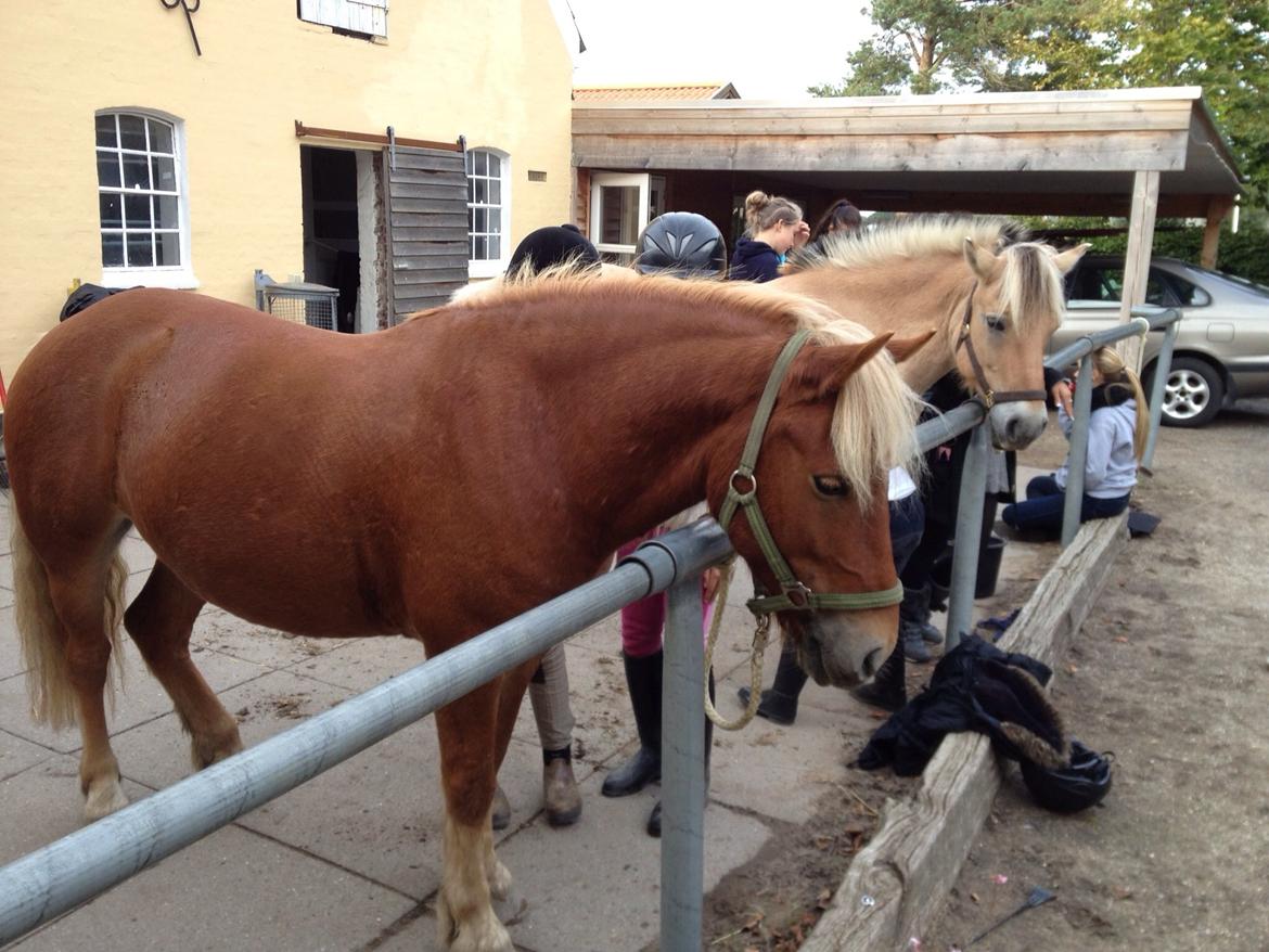 Fjordhest Carl (guld drengen) *RIDESKOLEHEST* og *MIN PART* billede 3