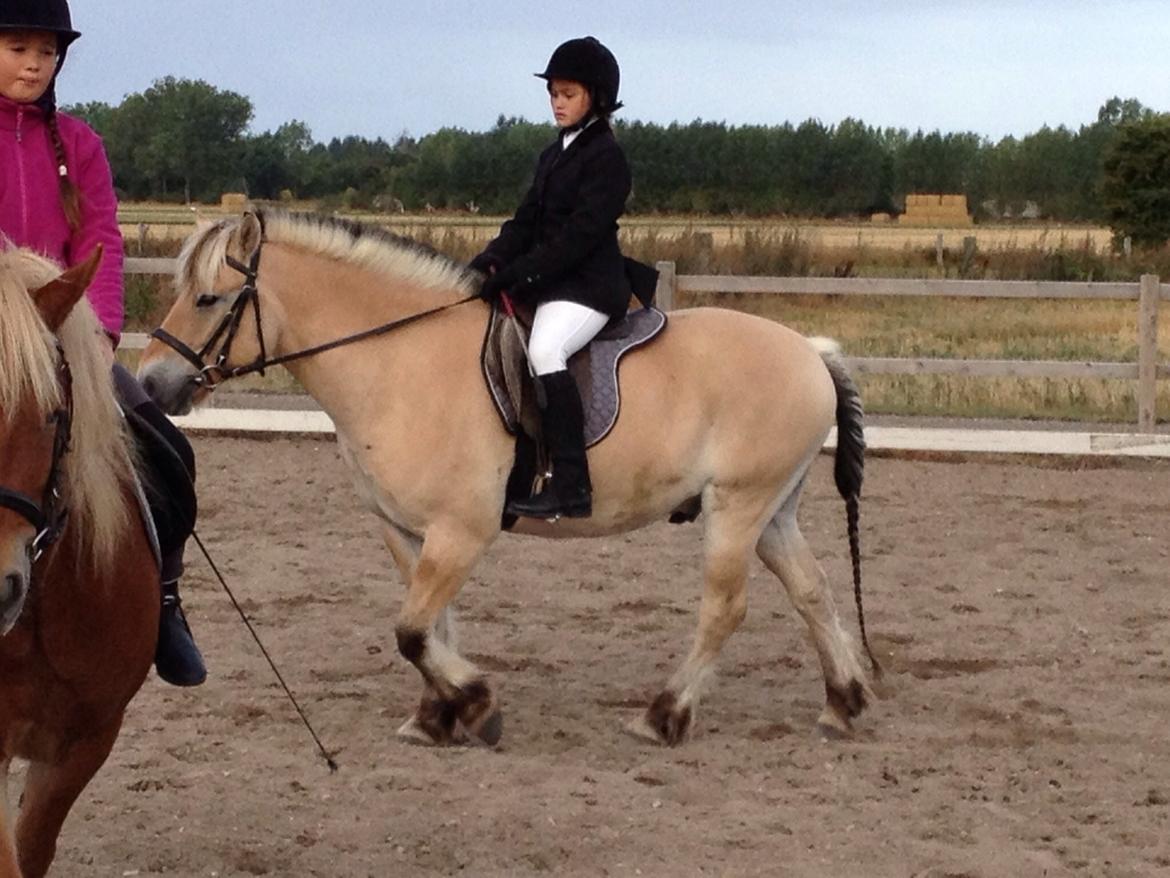 Fjordhest Carl (guld drengen) *RIDESKOLEHEST* og *MIN PART* billede 5