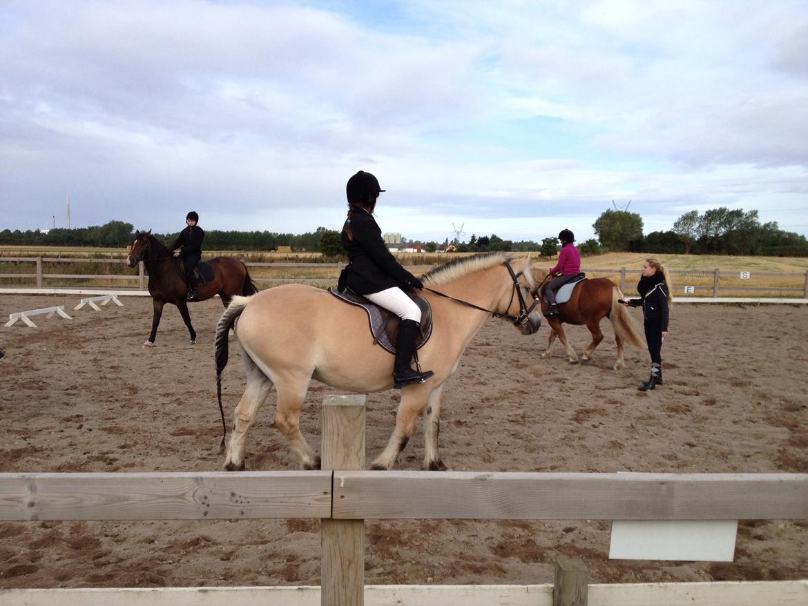 Fjordhest Carl (guld drengen) *RIDESKOLEHEST* og *MIN PART* billede 6