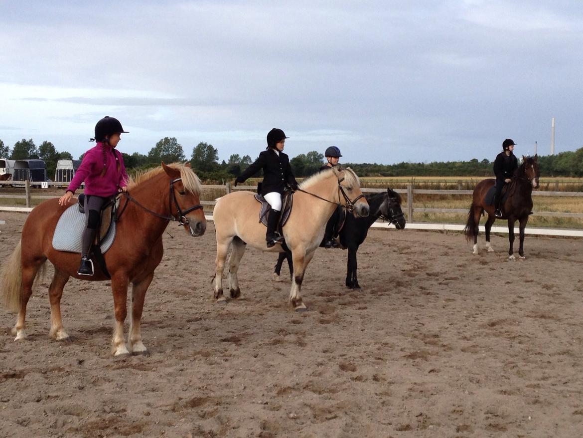 Fjordhest Carl (guld drengen) *RIDESKOLEHEST* og *MIN PART* billede 7