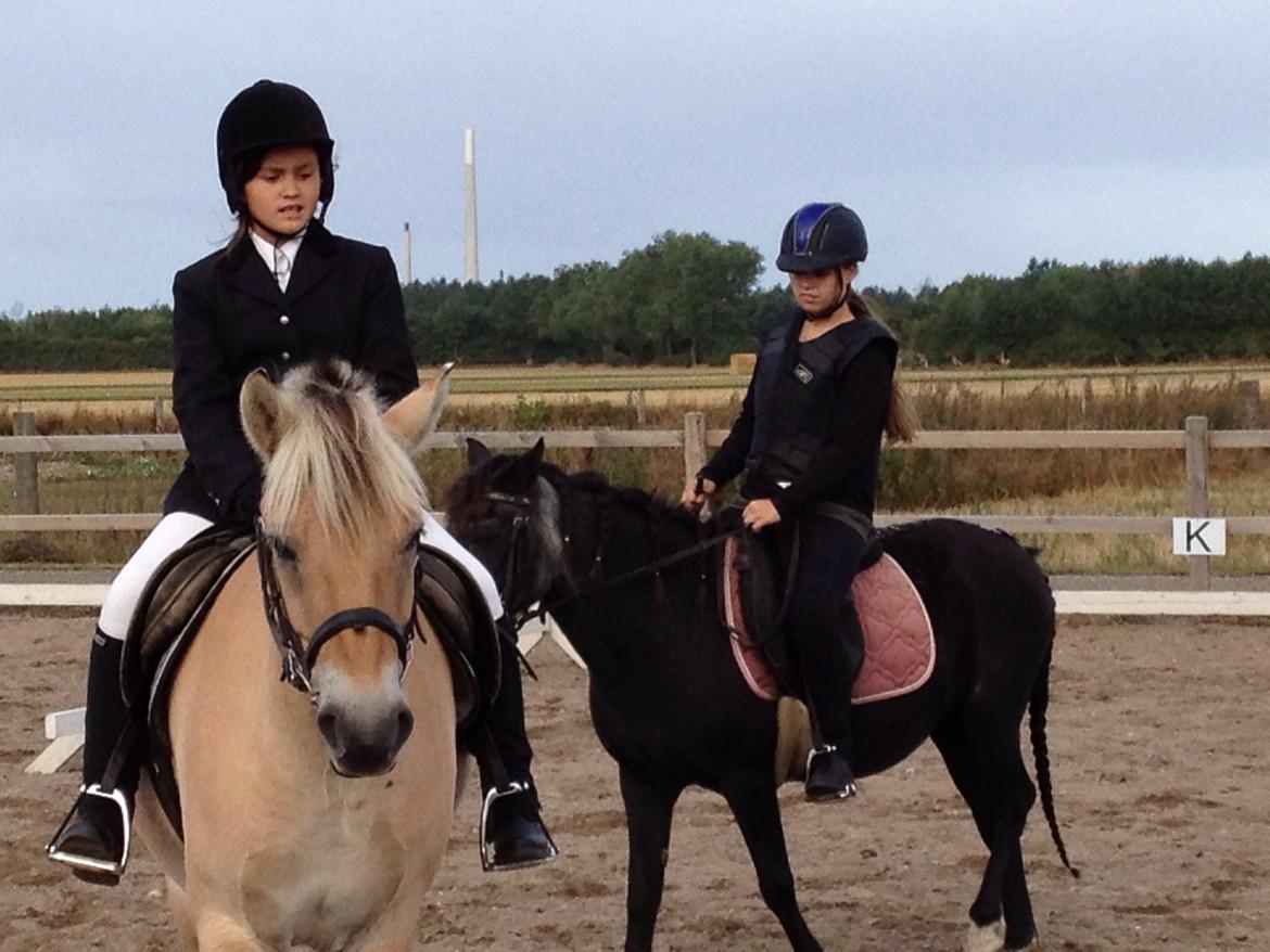 Fjordhest Carl (guld drengen) *RIDESKOLEHEST* og *MIN PART* billede 8