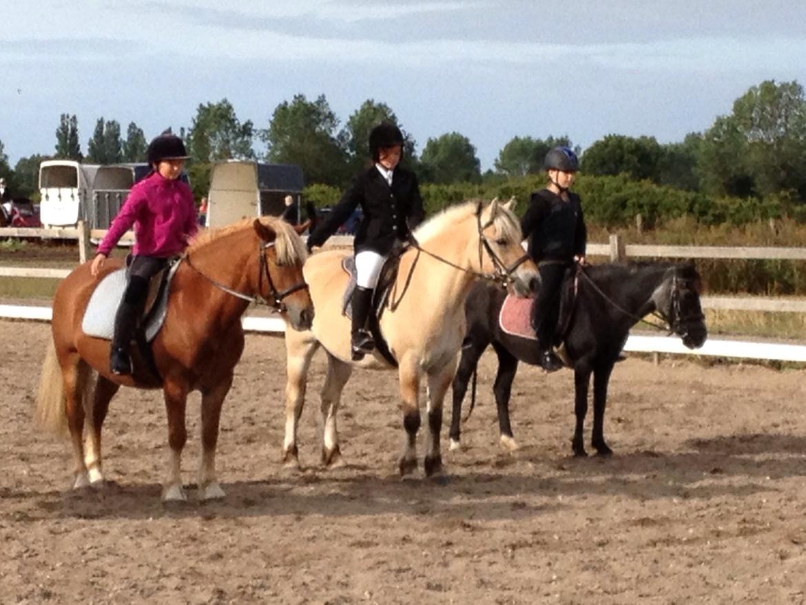 Fjordhest Carl (guld drengen) *RIDESKOLEHEST* og *MIN PART* billede 9