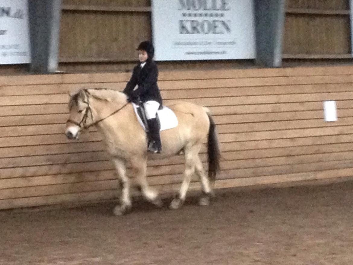 Fjordhest Carl (guld drengen) *RIDESKOLEHEST* og *MIN PART* billede 10