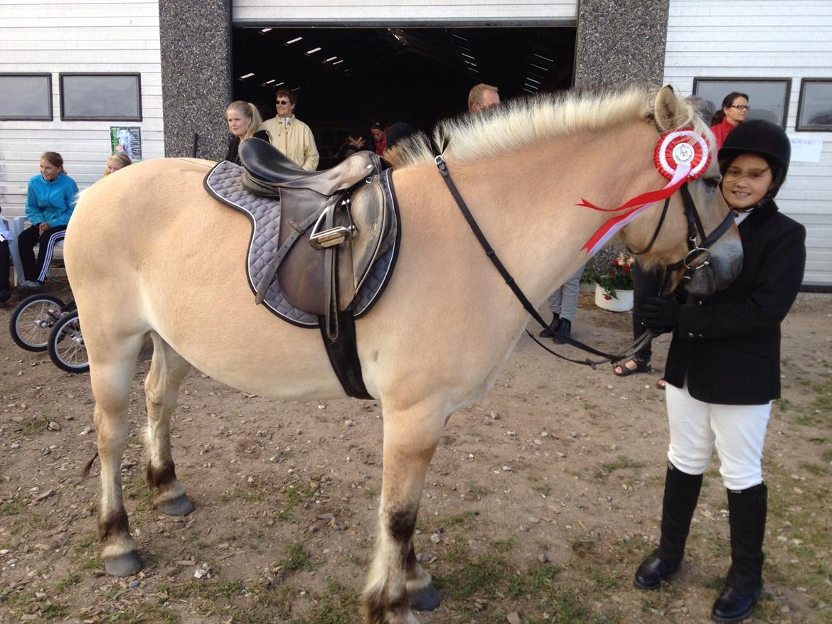 Fjordhest Carl (guld drengen) *RIDESKOLEHEST* og *MIN PART* billede 13
