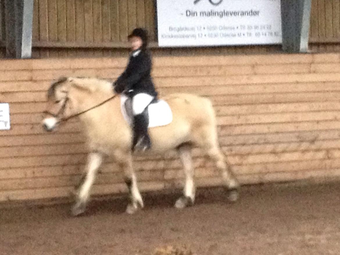 Fjordhest Carl (guld drengen) *RIDESKOLEHEST* og *MIN PART* billede 16