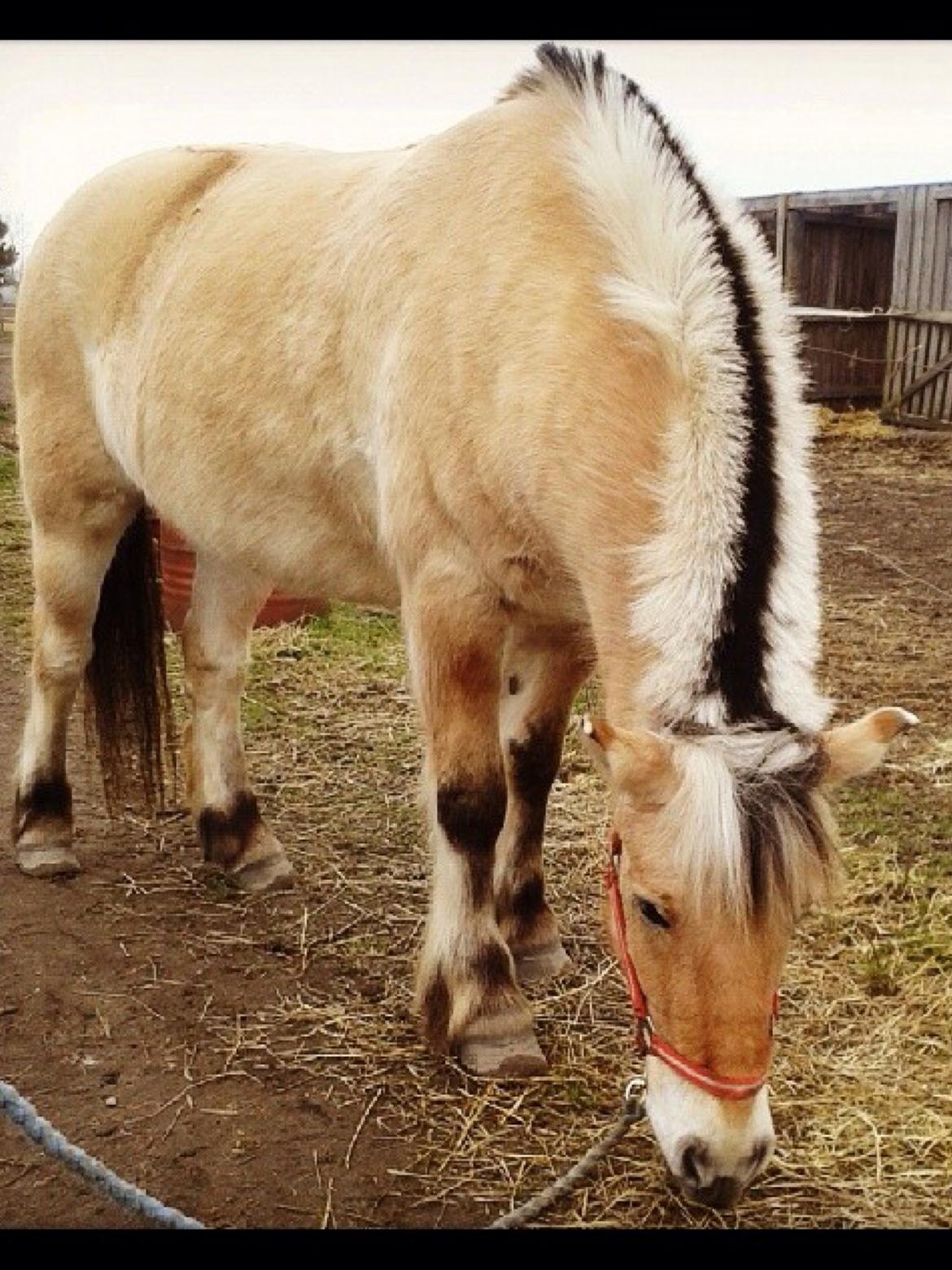 Fjordhest Carl (guld drengen) *RIDESKOLEHEST* og *MIN PART* billede 17