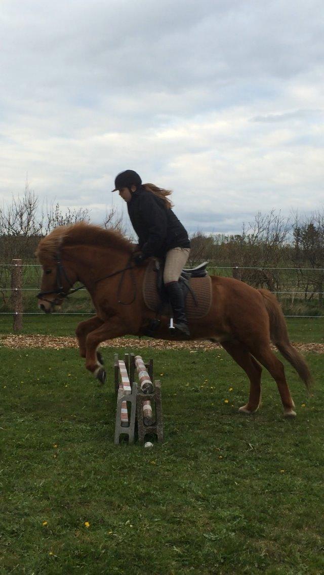 Islænder kappi billede 7