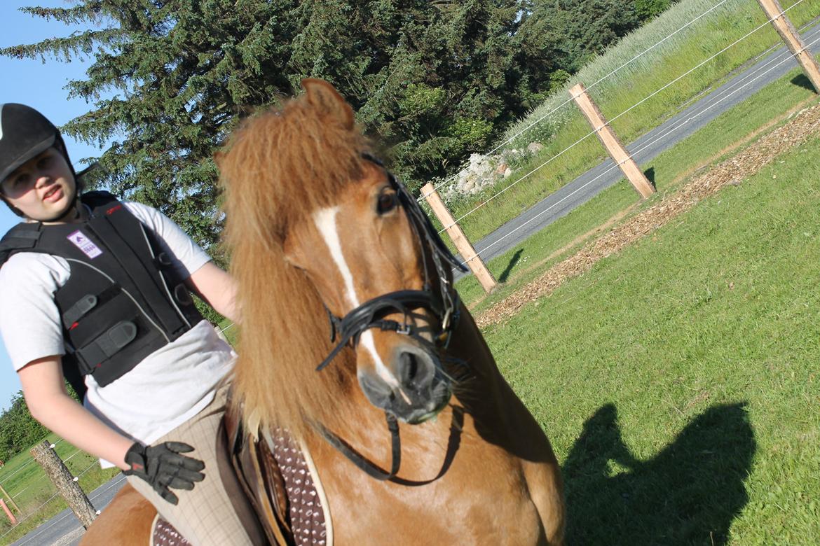 Islænder kappi billede 5