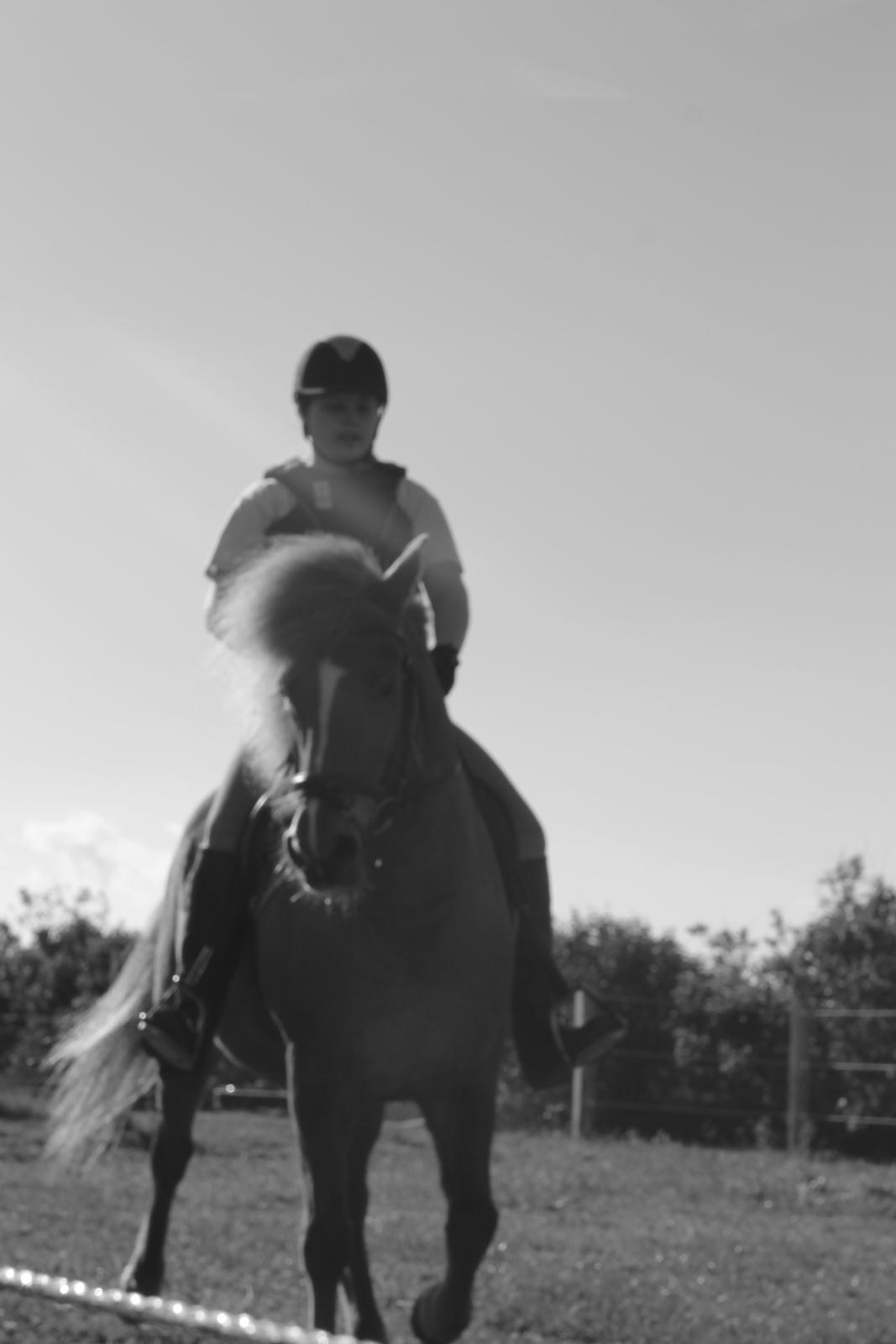 Islænder kappi billede 6