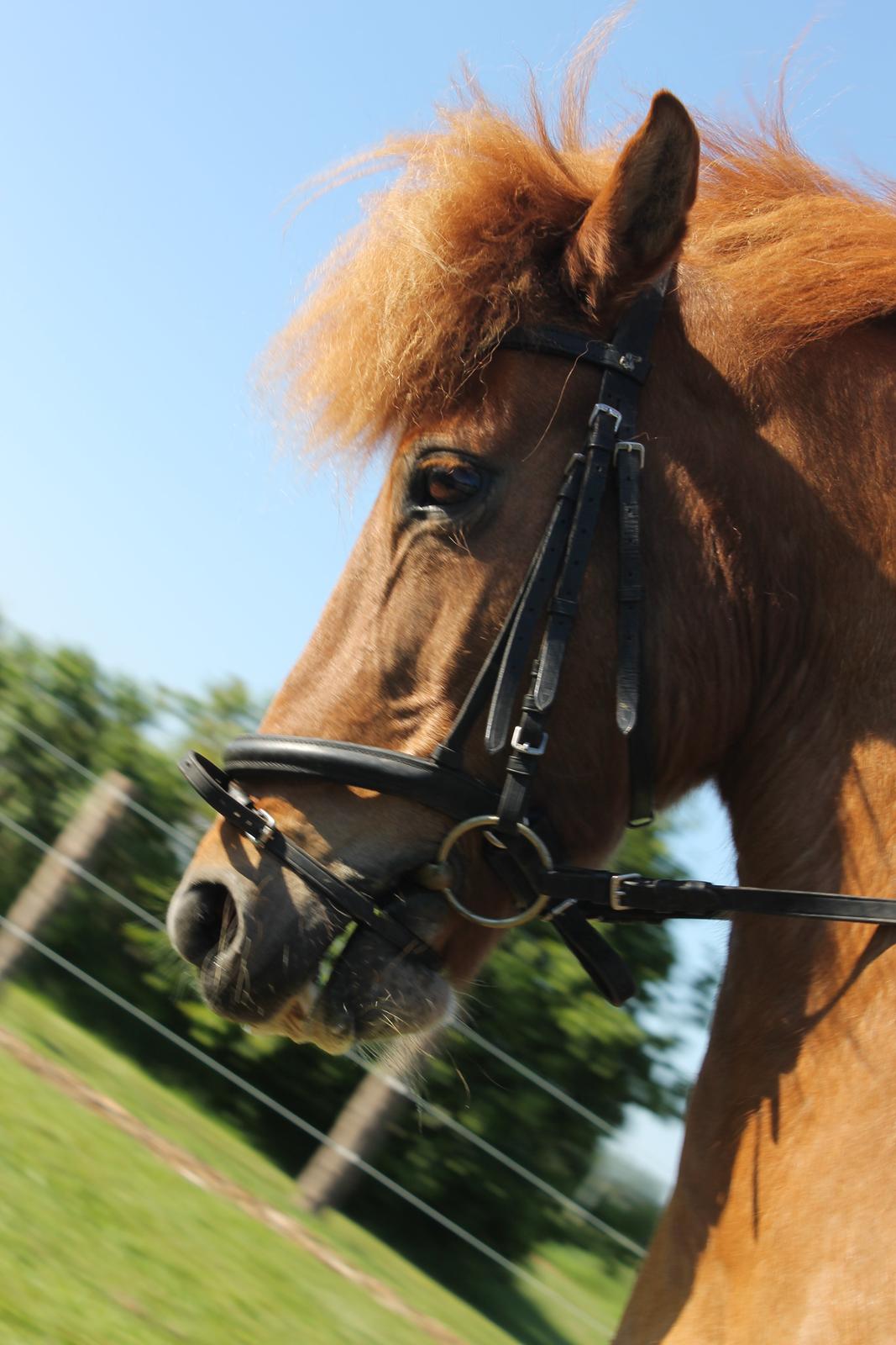 Islænder kappi billede 9