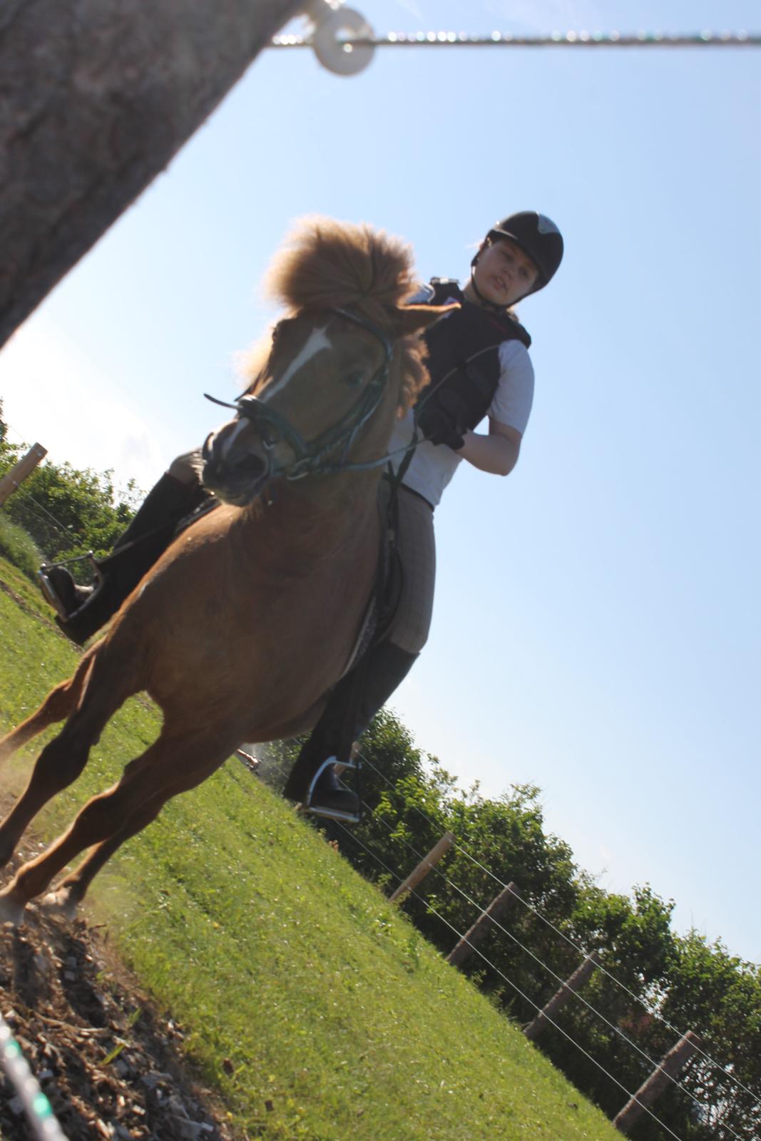 Islænder kappi billede 10