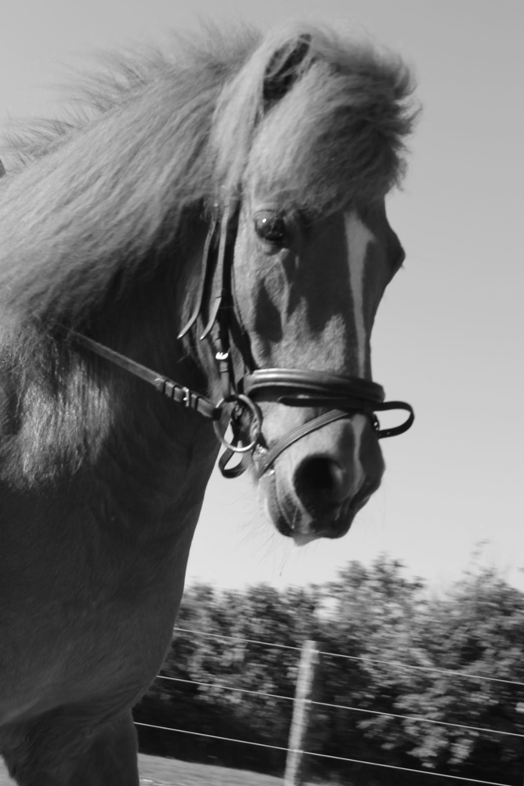 Islænder kappi billede 8