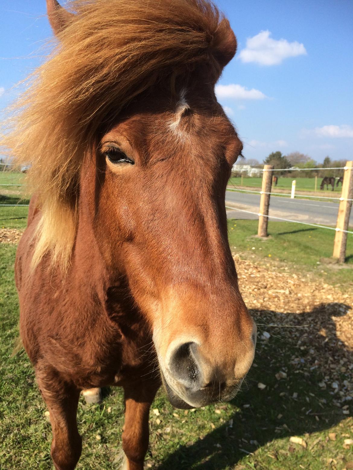 Islænder Sia billede 3