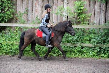 Anden særlig race Mønstergårdens Whisper In The Dark (himmelhest) billede 2