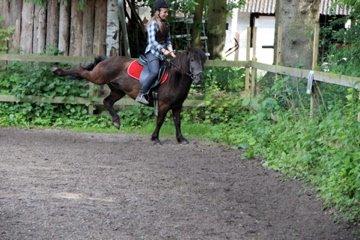 Anden særlig race Mønstergårdens Whisper In The Dark (himmelhest) billede 16