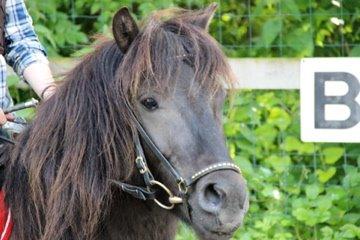 Anden særlig race Mønstergårdens Whisper In The Dark (himmelhest) billede 17