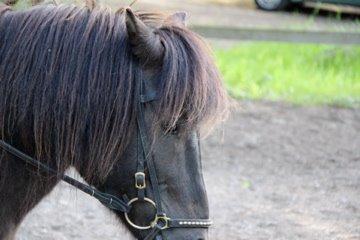 Anden særlig race Mønstergårdens Whisper In The Dark (himmelhest) billede 18