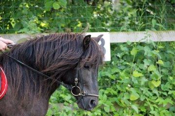 Anden særlig race Mønstergårdens Whisper In The Dark (himmelhest) billede 3