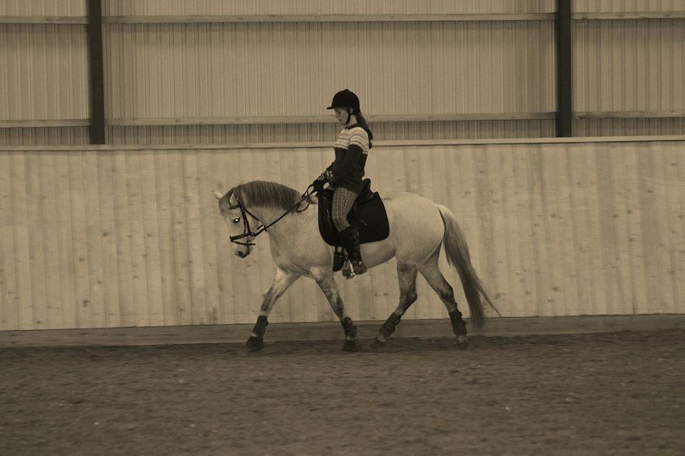 Connemara Haahr's Sundae - Træning i -12 grader.  billede 2