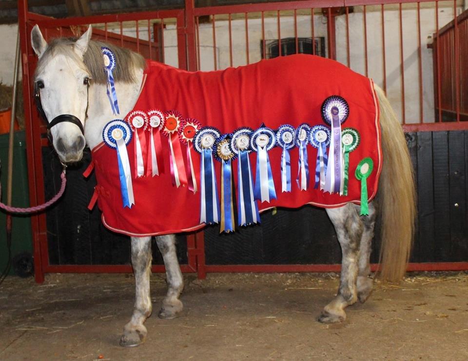 Connemara Haahr's Sundae - 1 år, 9 stævnedage og 16 rosetter billede 7