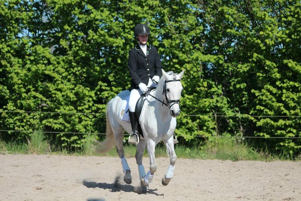 Connemara Haahr's Sundae - På vej ind i gallop øgning. billede 14