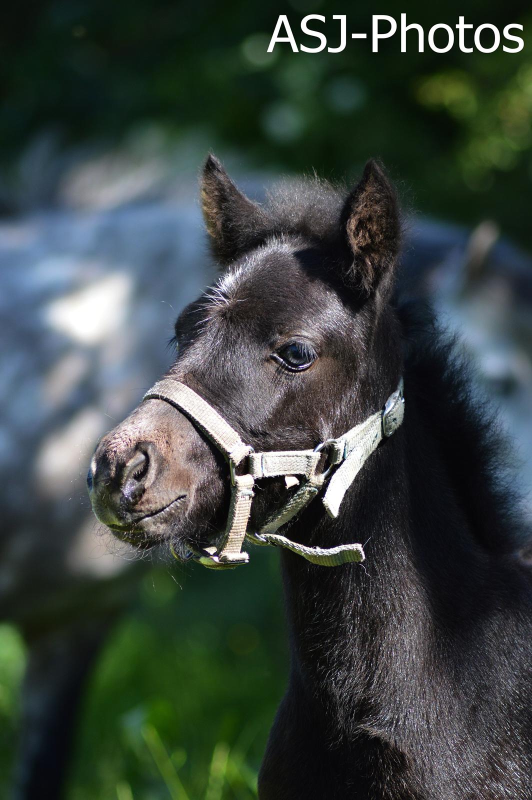 Islænder Kiljan Fra Stokbro billede 1
